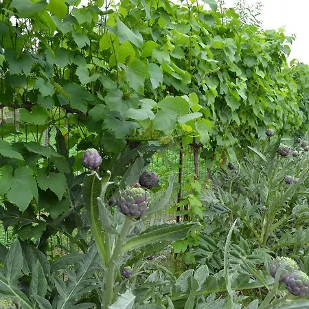 Olive Mansion Πανσιόν Μαραθώνας