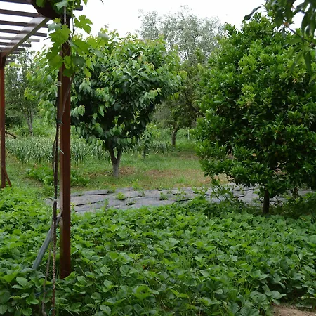 Olive Mansion Μαραθώνας