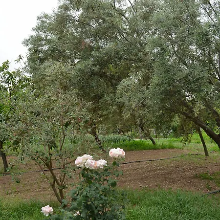 Gasthof Olive Mansion 3*